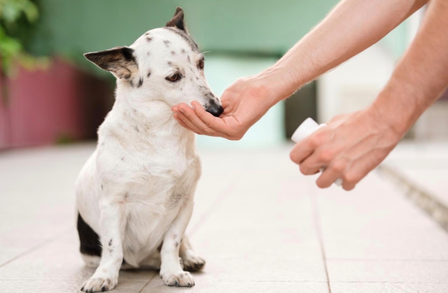 [MAX] ビタミン・トラップ：子犬・子猫の世話が知らぬ間に脅威に変わるのを防ぐ方法