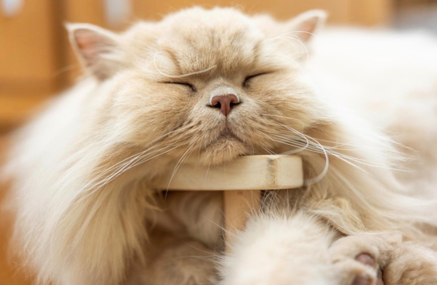 [MAX] なぜしっぽがかゆいの？犬と猫のアレルギー・皮膚トラブル完全ガイド