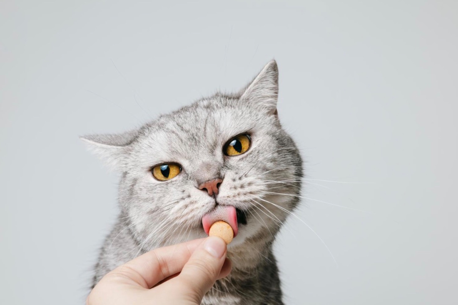 [MAX] 柔軟性と運動機能：軟骨保護剤がペットの関節を摩耗から守る仕組み
