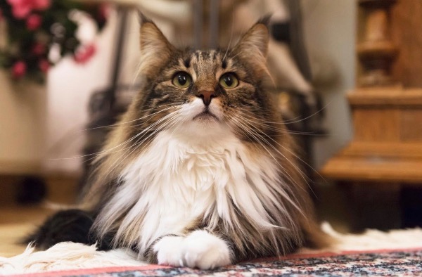 [MAX] 獣医学フォーラムやウェビナーへの参加がペットの寿命を延ばす方法