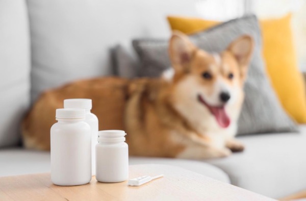 [MAX] ペットが薬やサプリを飲んでくれない：原因や具体的な対処法を解説