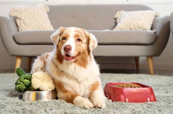 [MAX] 犬をピロプラズマ症から守る方法と、既に咬まれた場合の対処法