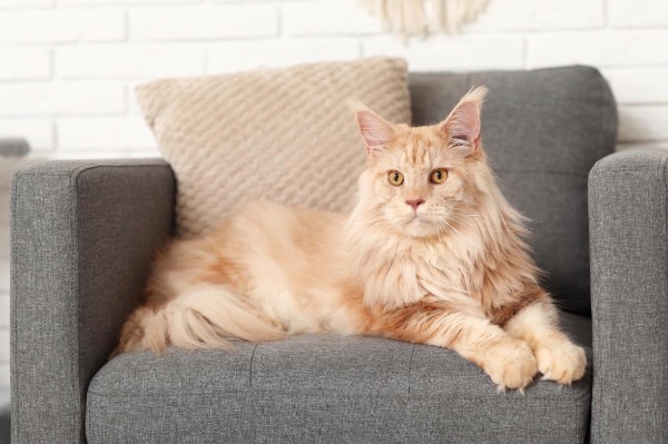 [MAX] DNAレベルでの保護：遺伝子検査が犬種を救い、健康なペット選びを助ける方法