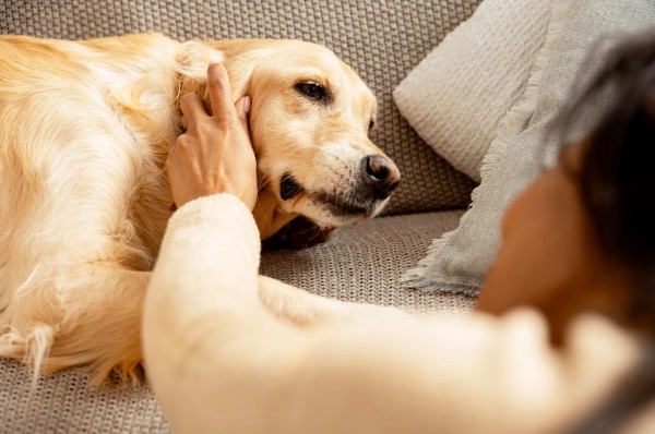 [MAX] あなたの親友である犬の感情と知性について、科学は何を語っているのか？