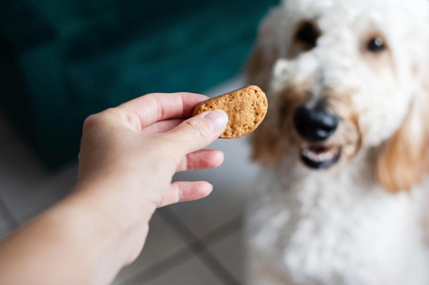 記事画像 「犬をピロプラズマ症から守る方法と、既に咬まれた場合の対処法」