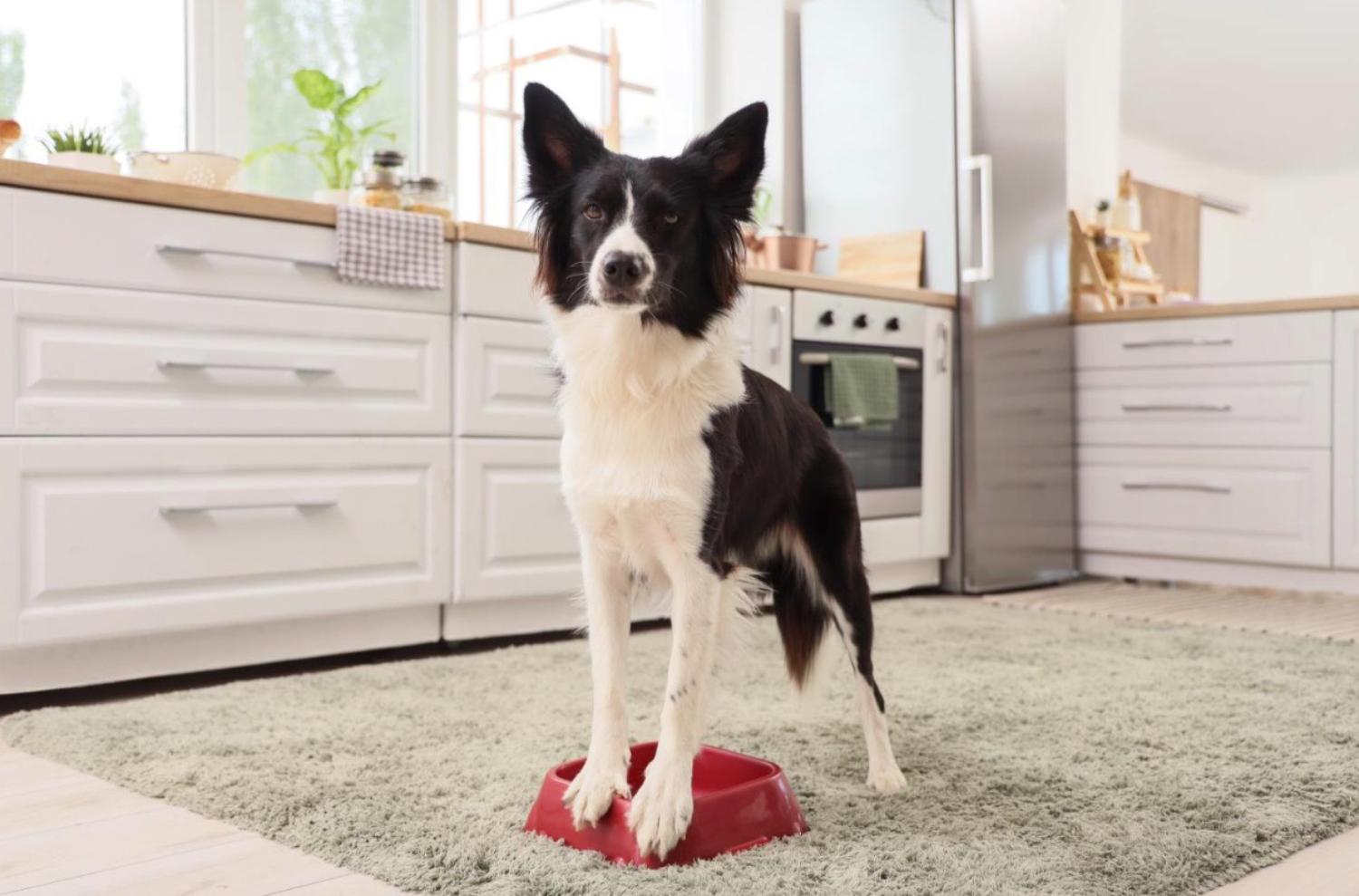 記事画像 「捕食者の微笑み：ペットの長寿を左右する歯の健康」
