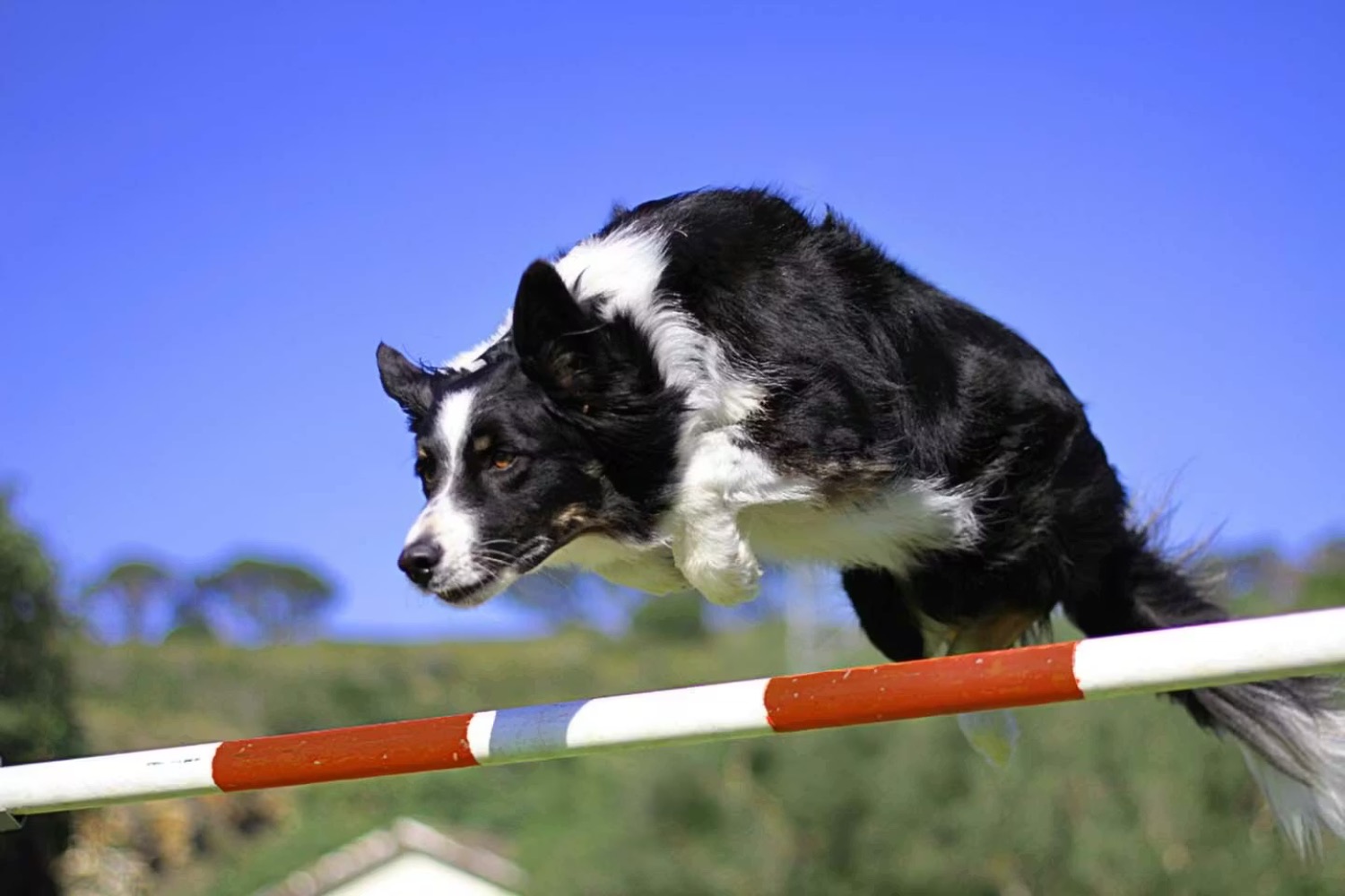 記事画像 「獣医学フォーラムやウェビナーへの参加がペットの寿命を延ばす方法」