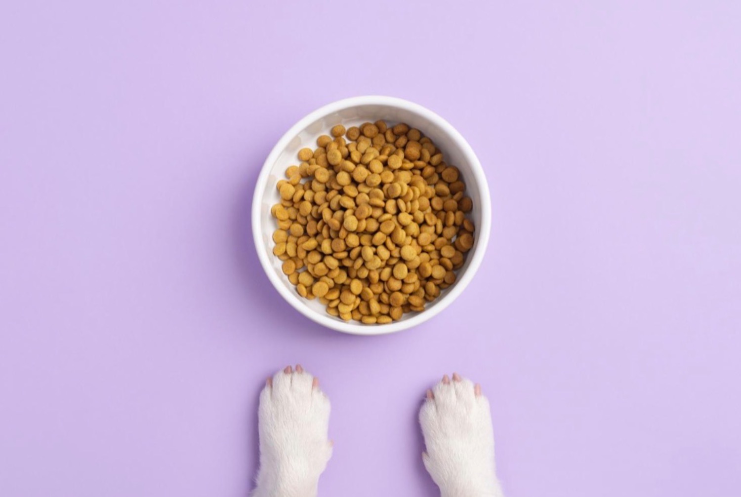 記事画像 「見えない脅威：ペットの長寿の鍵となる年次健康診断の重要性」
