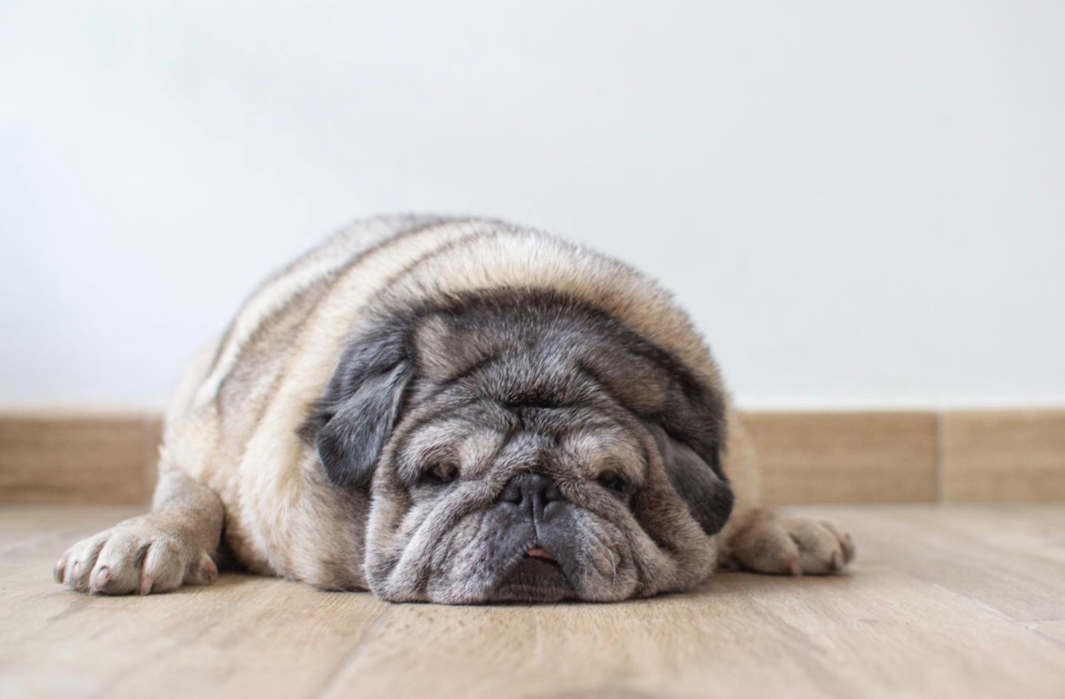 記事画像 「ダイエットが必要なワンちゃん、冬の体重管理とやさしい栄養サポート」