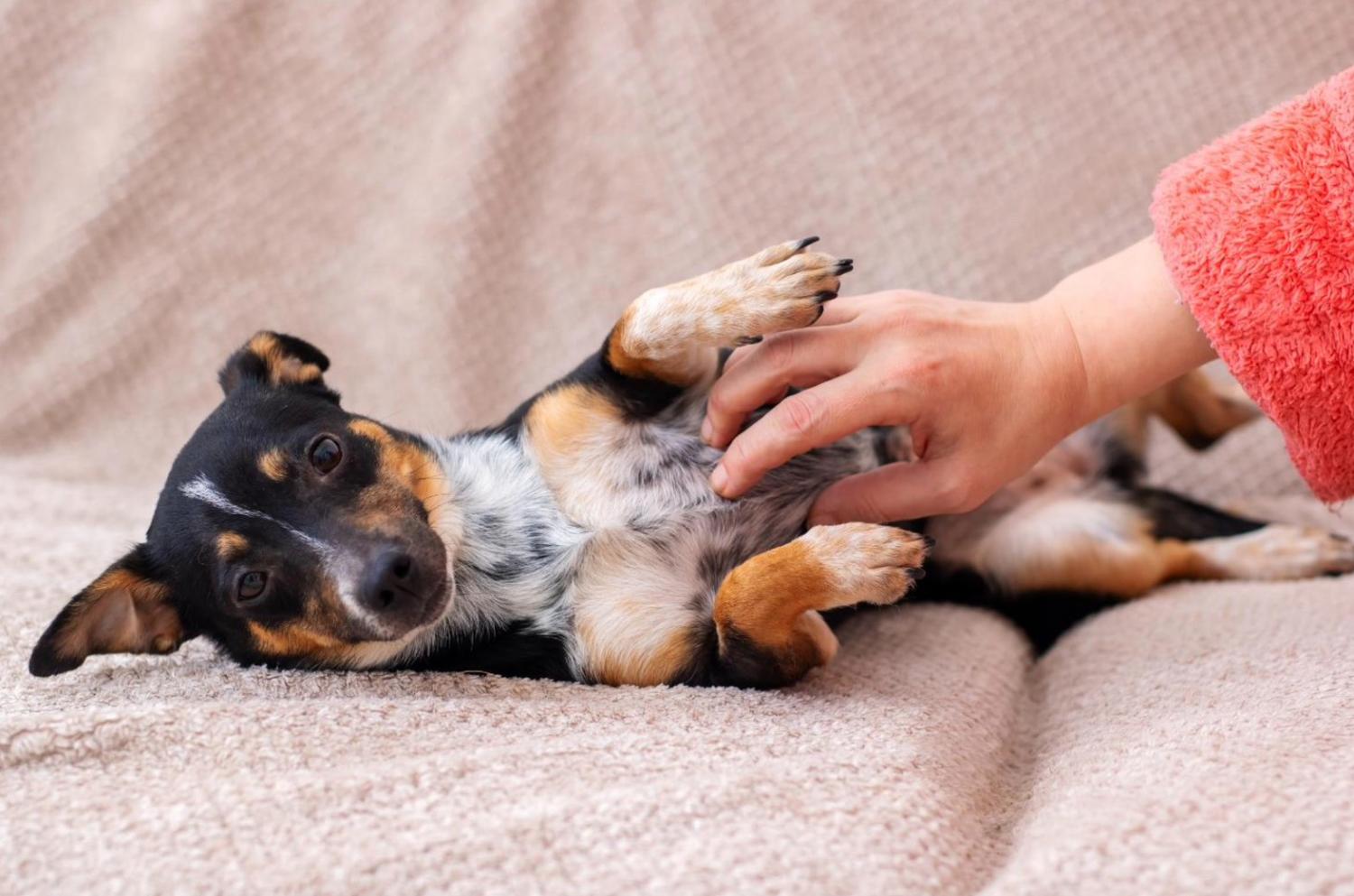 記事画像 「犬猫の糖尿病克服法」