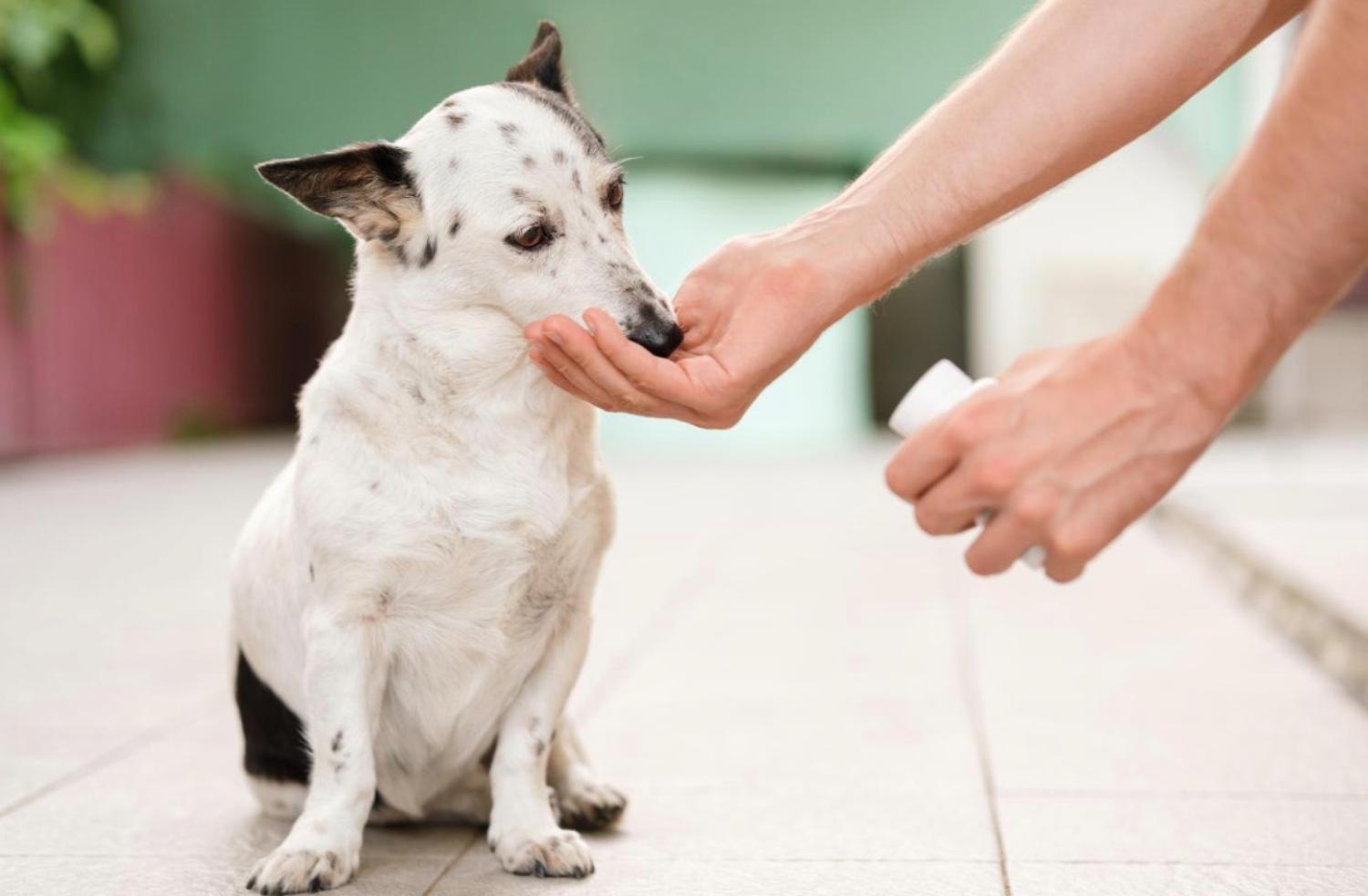 記事画像 「捕食者の微笑み：ペットの長寿を左右する歯の健康」