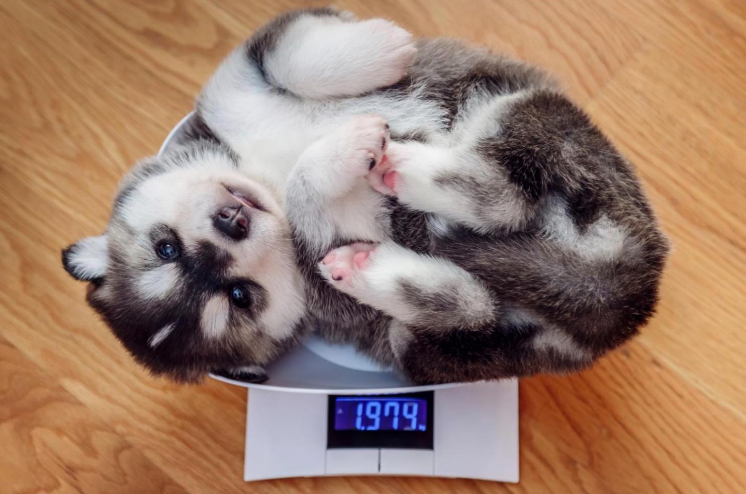 記事画像 「プロバイオティクスとプレバイオティクスがペットの消化器を守る仕組み」