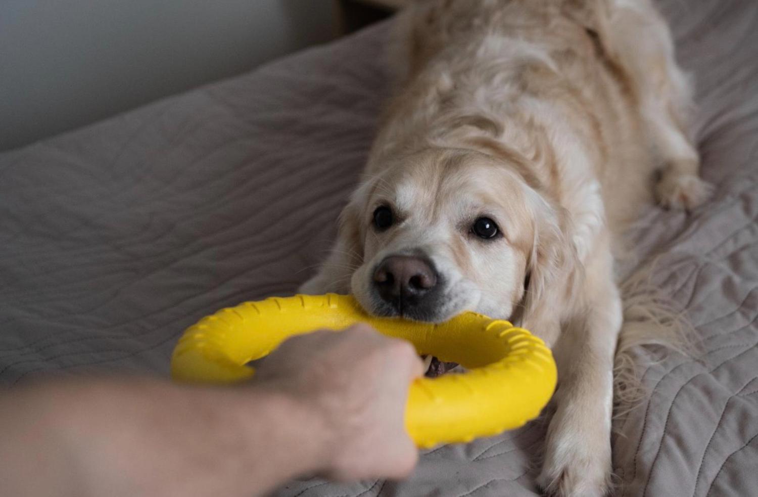 記事画像 「プロバイオティクスとプレバイオティクスがペットの消化器を守る仕組み」