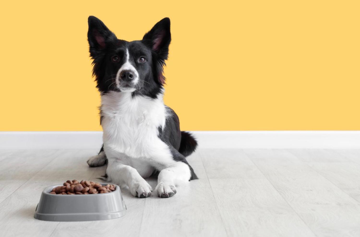 記事画像 「なぜしっぽがかゆいの？犬と猫のアレルギー・皮膚トラブル完全ガイド」