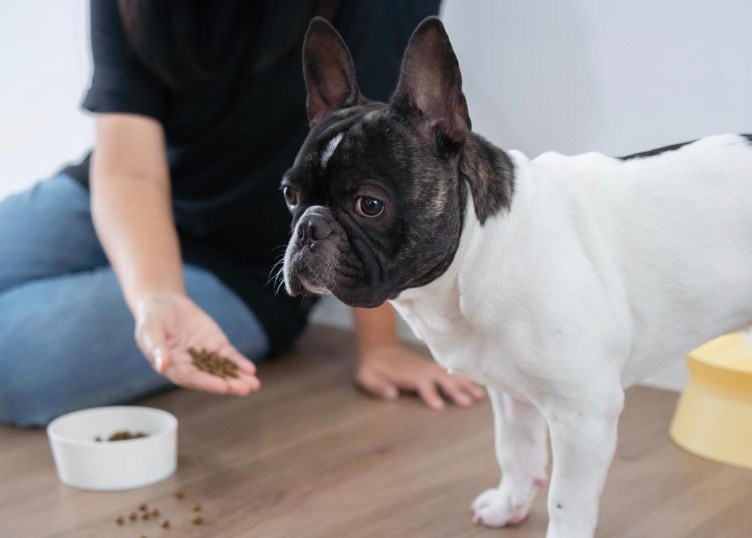 記事画像 「なぜしっぽがかゆいの？犬と猫のアレルギー・皮膚トラブル完全ガイド」
